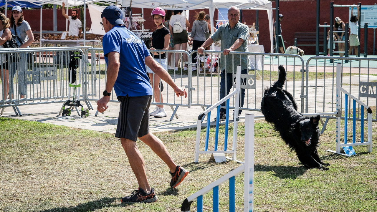  Falta uma semana para a Festa Animal em Carnaxide 