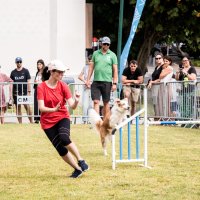 Festa Animal de Carnaxide