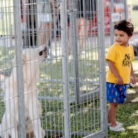 Festa Animal de Carnaxide