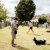 Festa Animal de Carnaxide